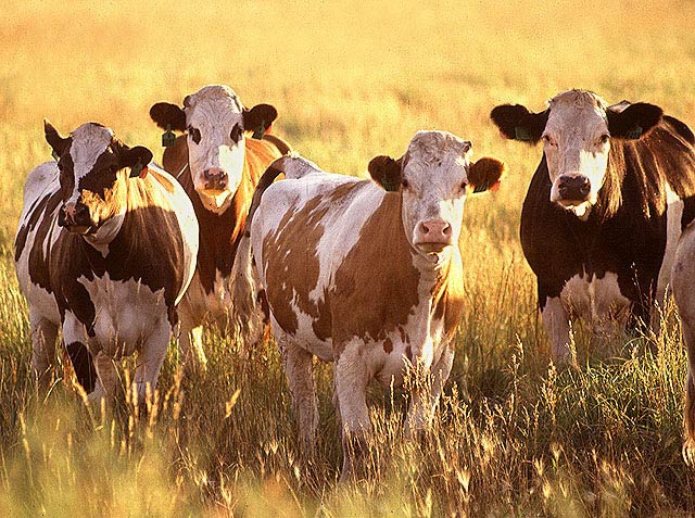 cattle rustling