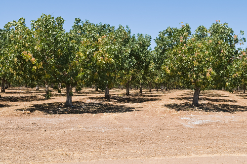 Rows of pistachio nut trees