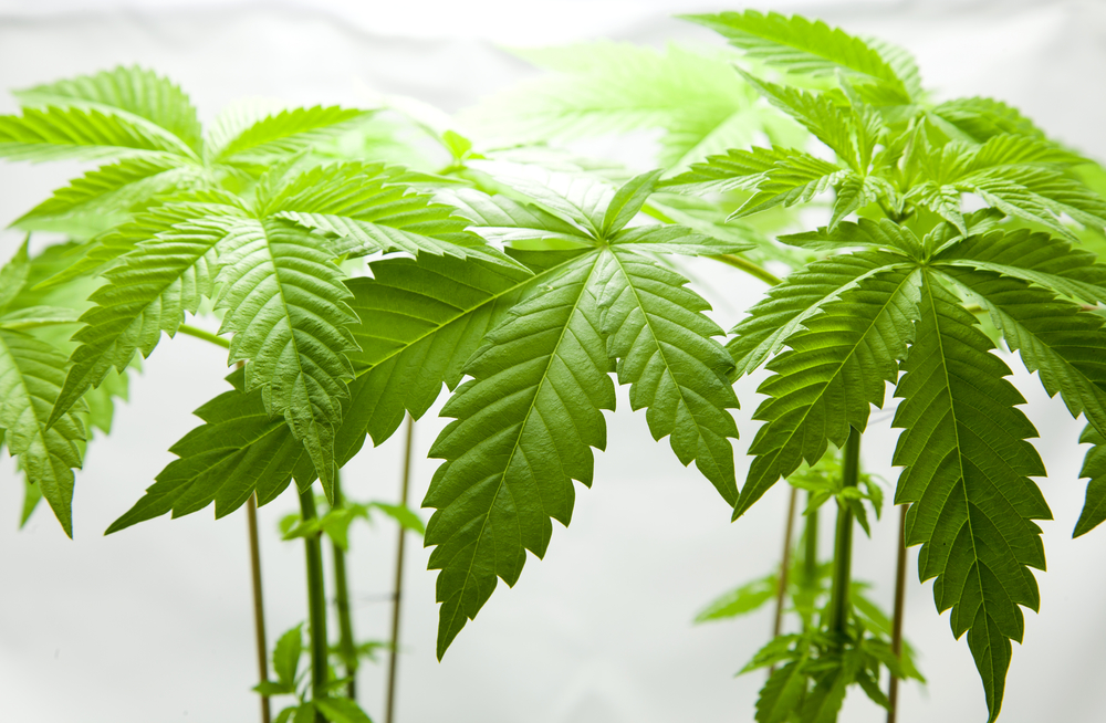 Marijuana plants