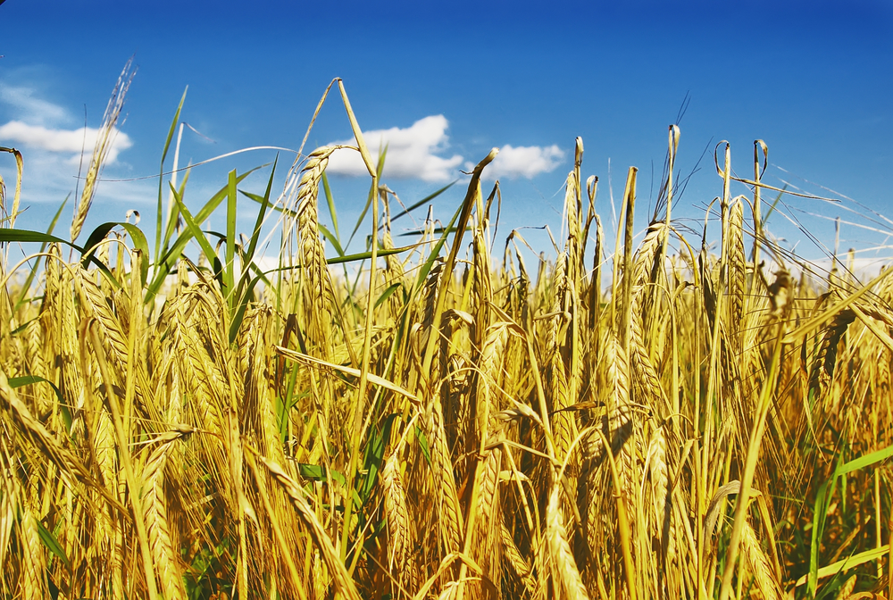 Rye field in a suuny day with dark blue sky