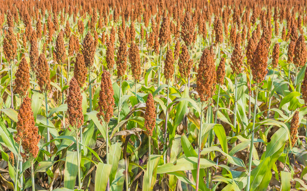 sorghum