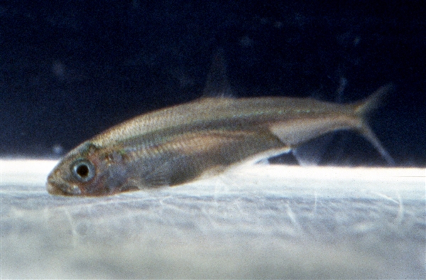 Delta Smelt
