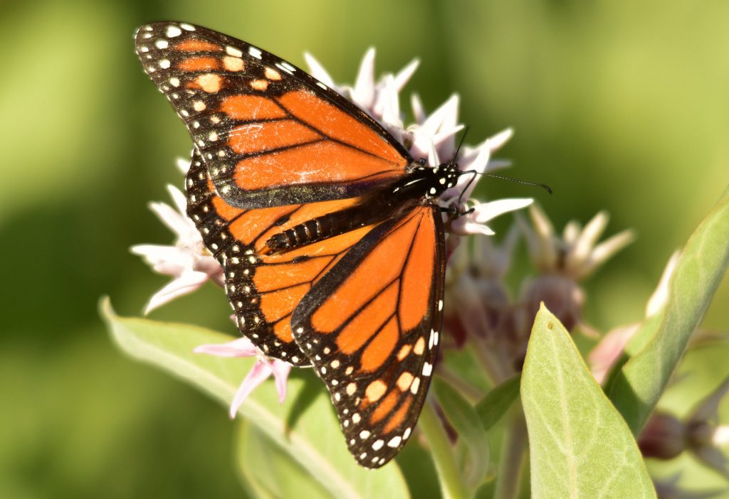 monarch butterfly