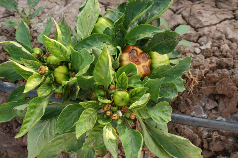 Beet Curly Top Virus on Bell Peppers NM