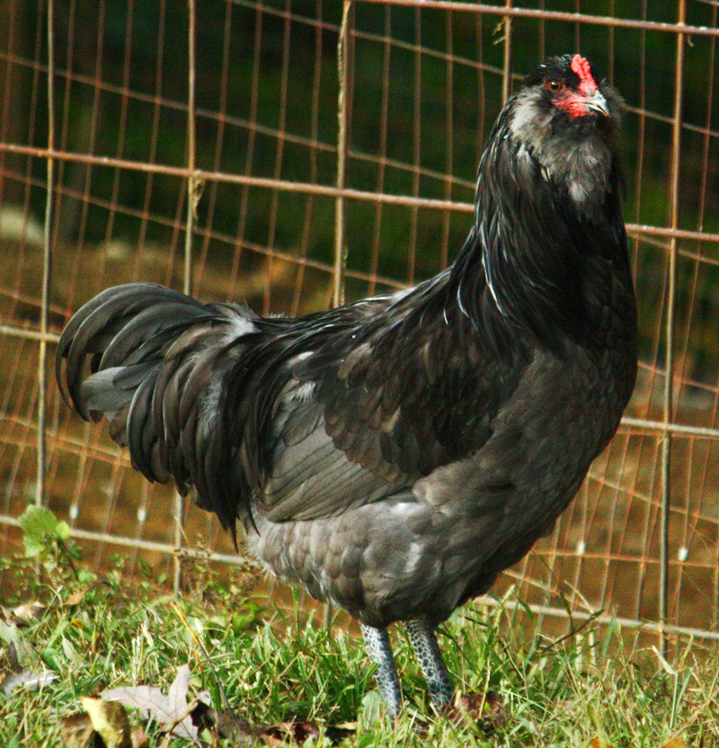 Blue Ameraucana Cock