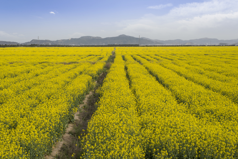 Canola flower planting, rapeseed oil base.
