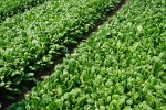 Spinach Varieties