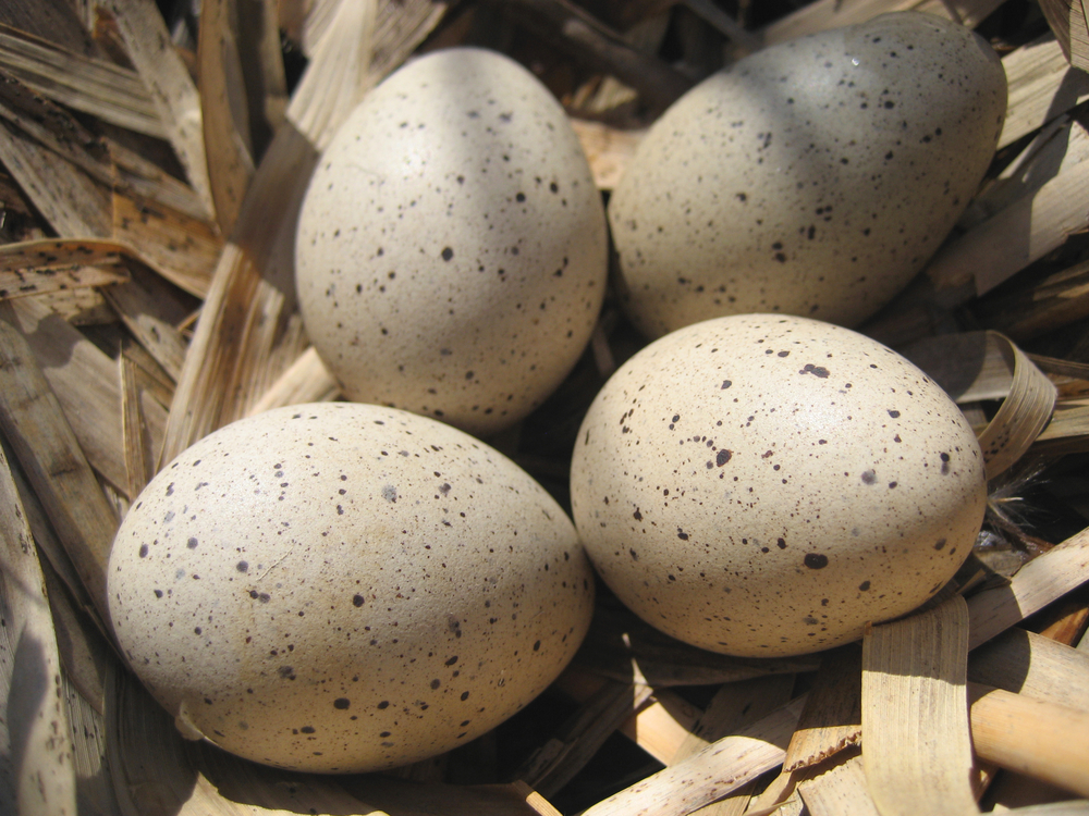 duck eggs
