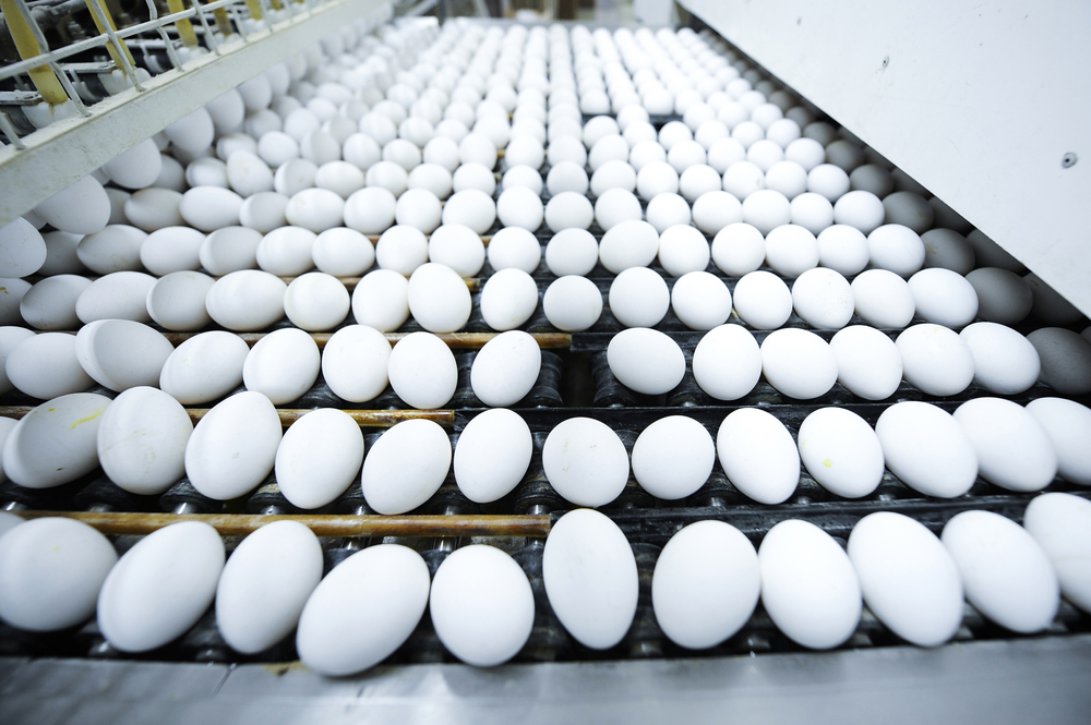 Egg production
