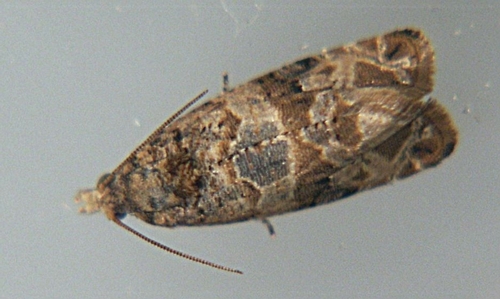 European grapevine moth