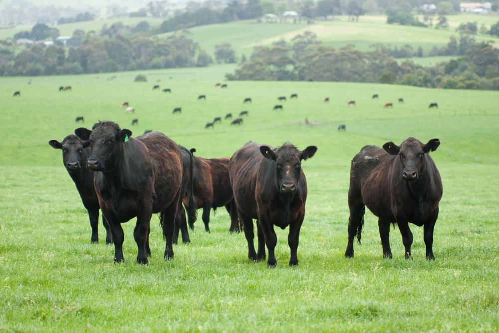 Alberta Beef Producers Want TB Support