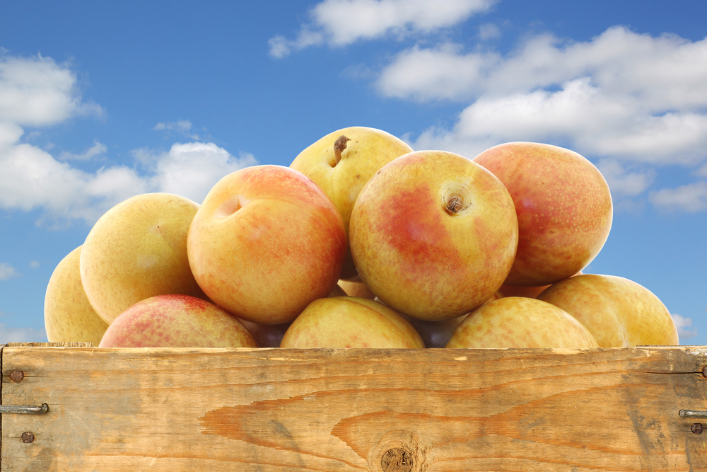 fruits and nuts Fresh pluots (Prunus salicina - armeniaca)