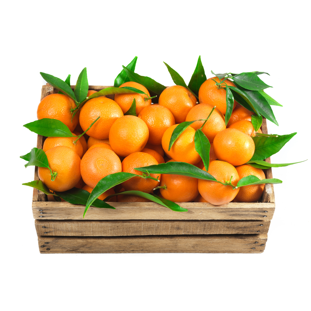 North American citrus