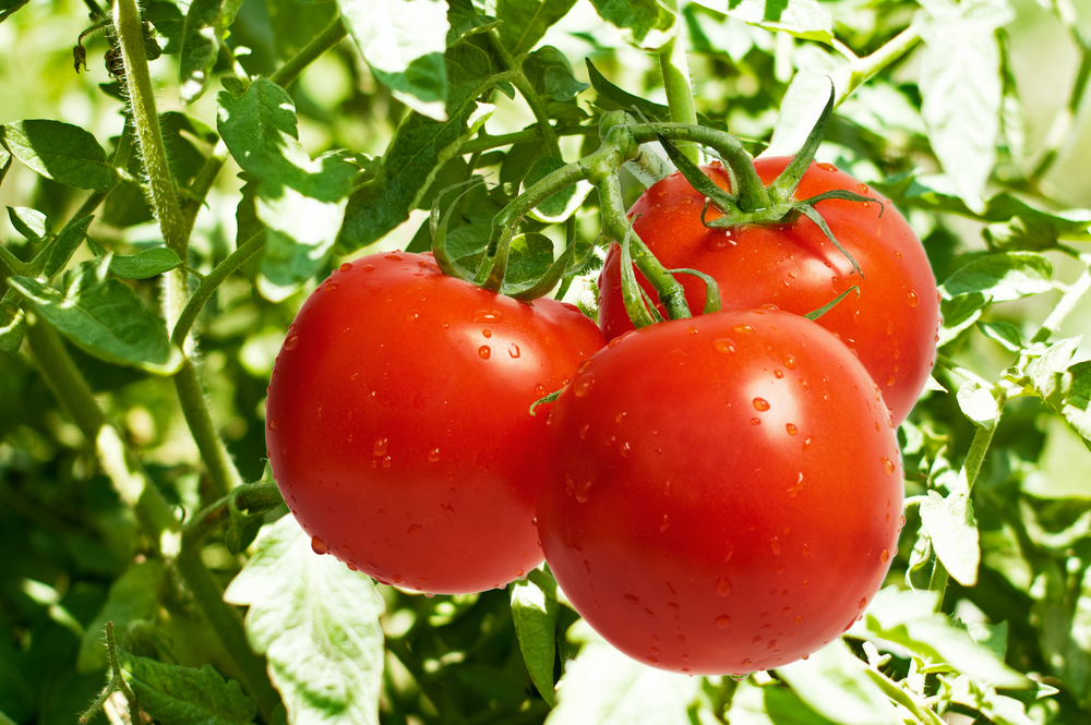 tastiest tomatoes
