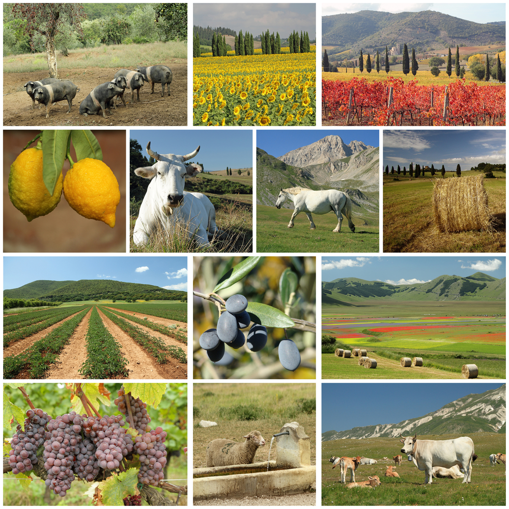 American Agriculture