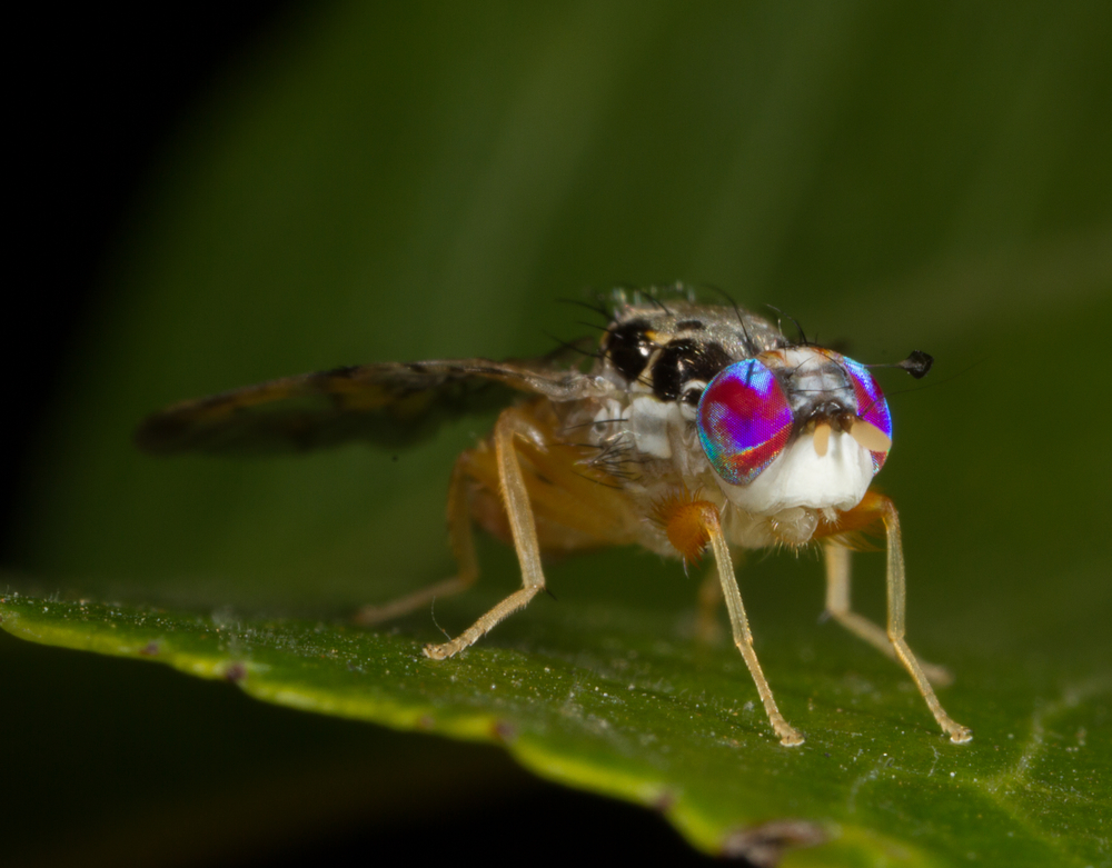A close up of the Mediterranean fruit fly, Ceratitis capitata.