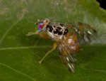 Mediterranean fruit fly