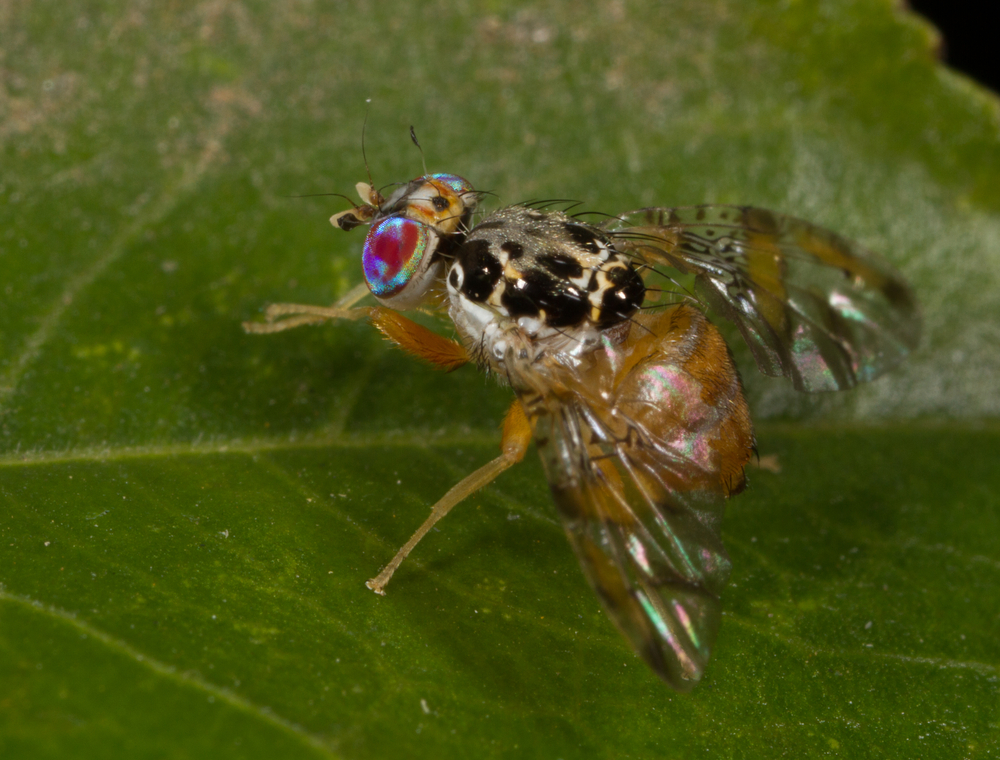 Medfly Quarantine Issued in Los Angeles County | AgNet West
