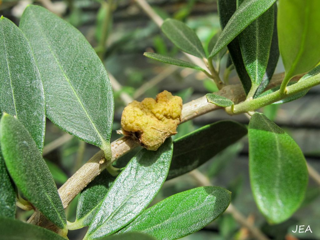 Research Targets Olive Knot Strategies