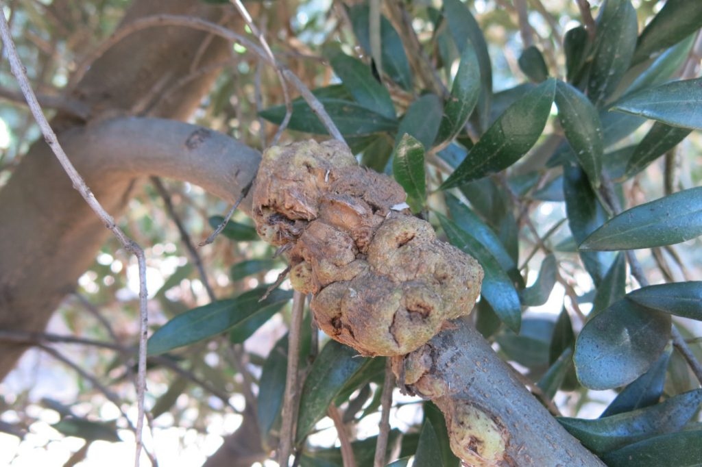 Research Targets Olive Knot Strategies