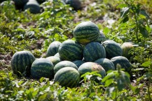Watermelon Season