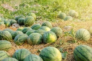 cucurbit production