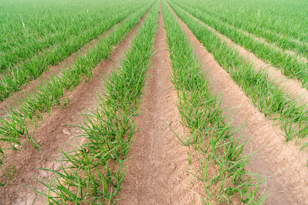 crop protection plans