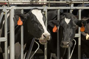 Mandatory HPAI Testing