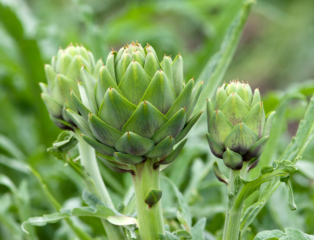 artichoke