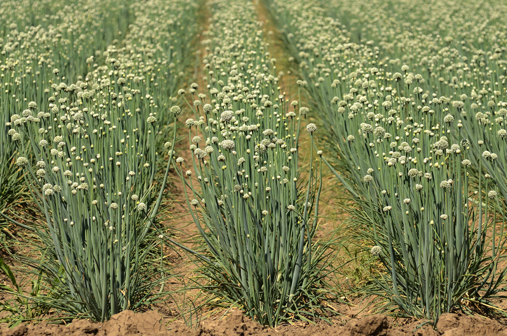 Garlic Fusarium Fungicide
