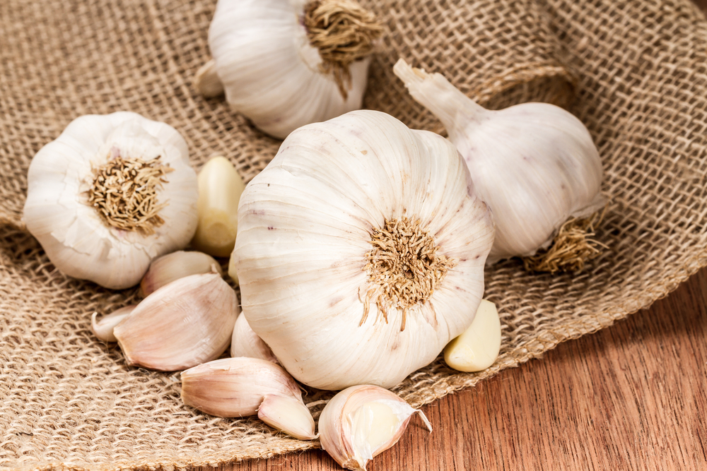 national garlic day