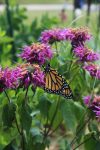 monarch-butterflies-in-backyard-garden-2