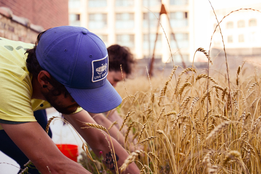 rooftop wheat