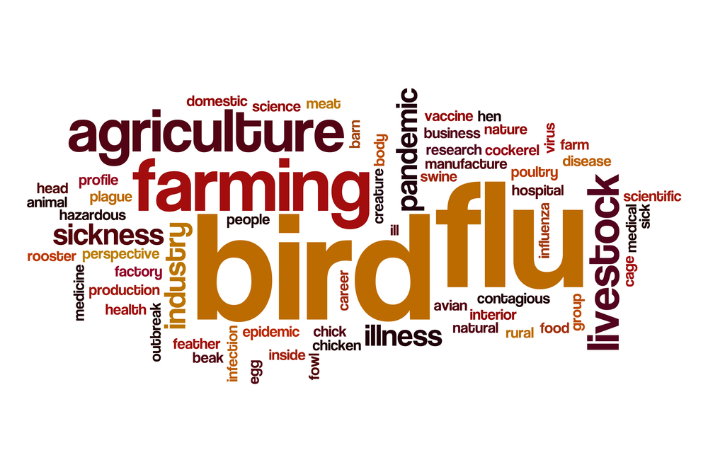 avian bird flu