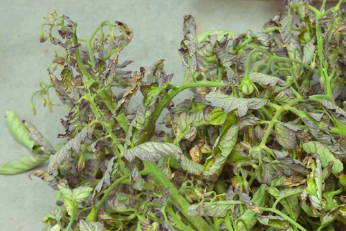 beet curly top virus