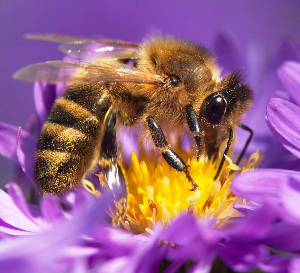 Best Flowers To Grow For A Bee Garden