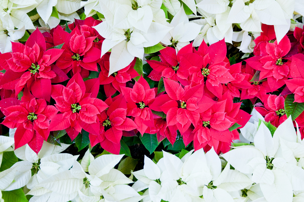poinsettia