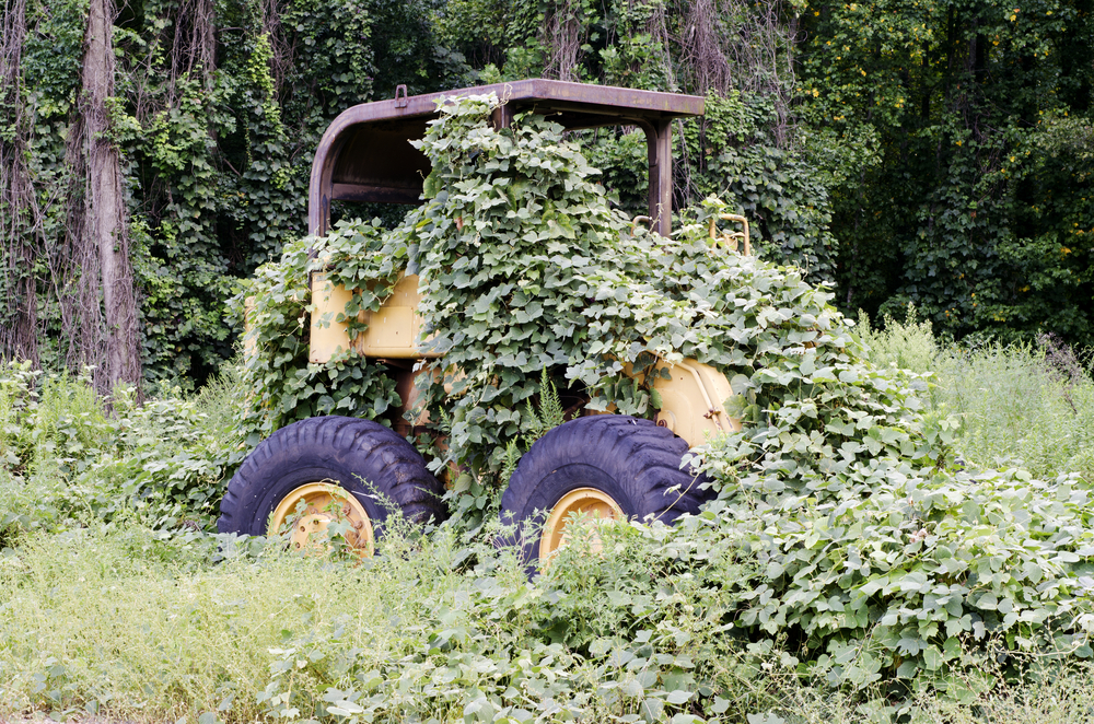 kudzu