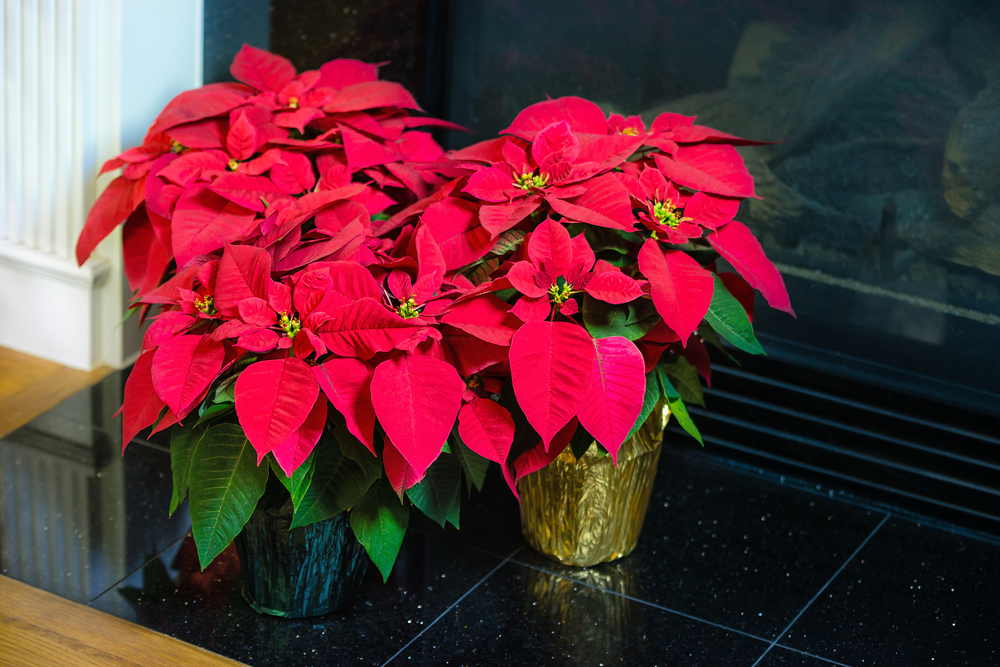 perfect Poinsettia