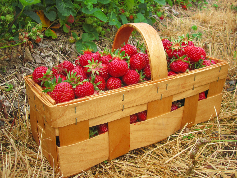 strawberries