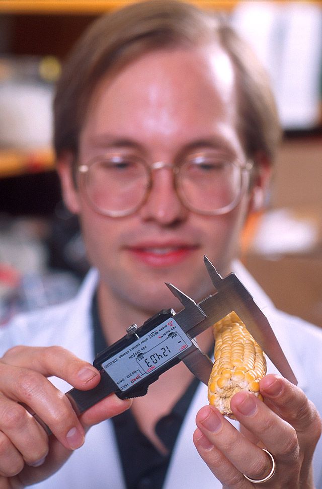 Geneticist Ed Buckler measures a maize ear for statistical analysis. Photo by Scott Bauer.