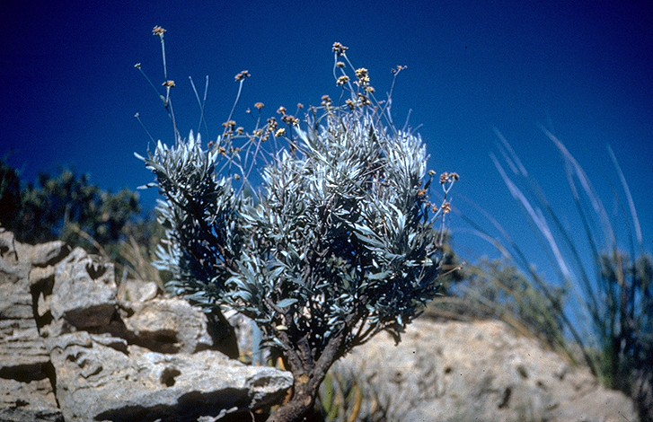 guayule