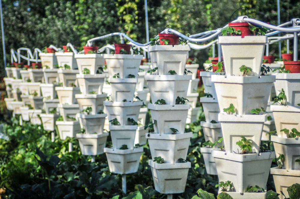 hanging baskets