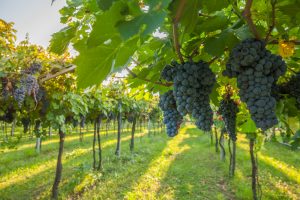 Preliminary Grape Crush