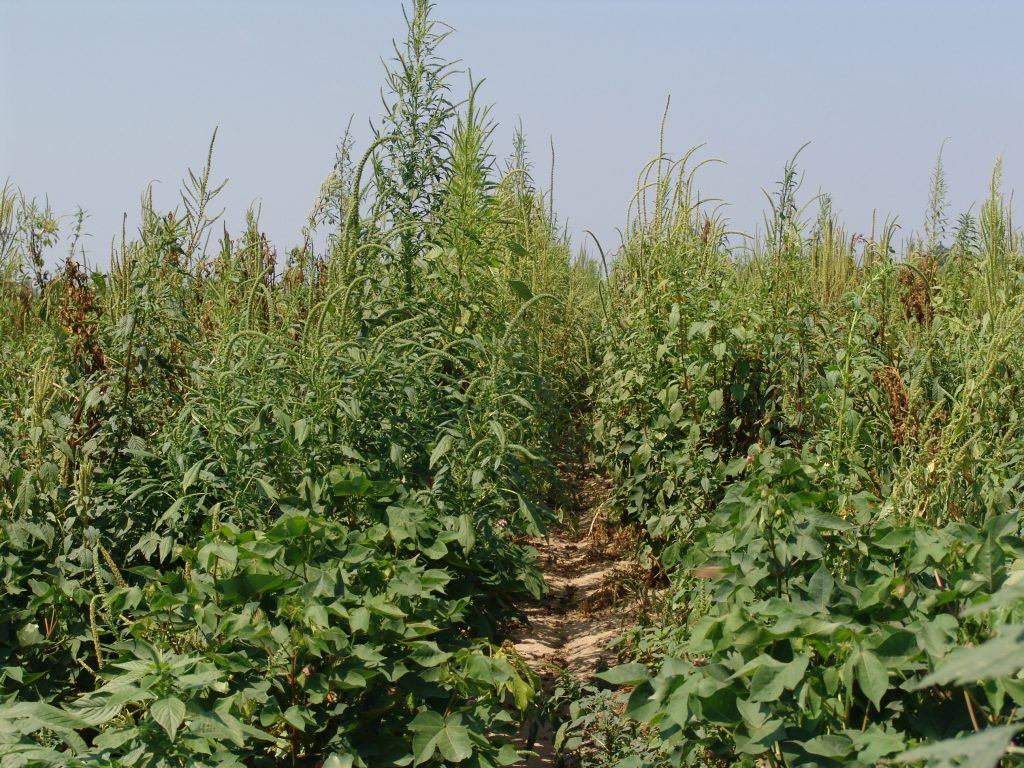 palmer amaranth