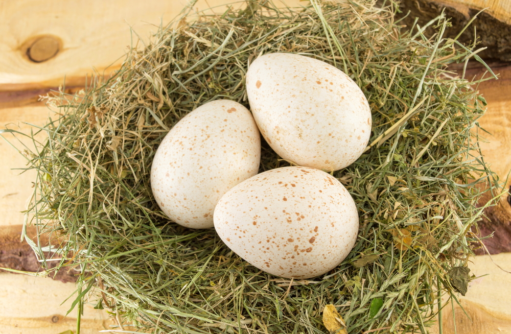turkey duck eggs