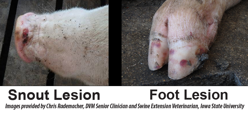 Seneca Valley virus disease