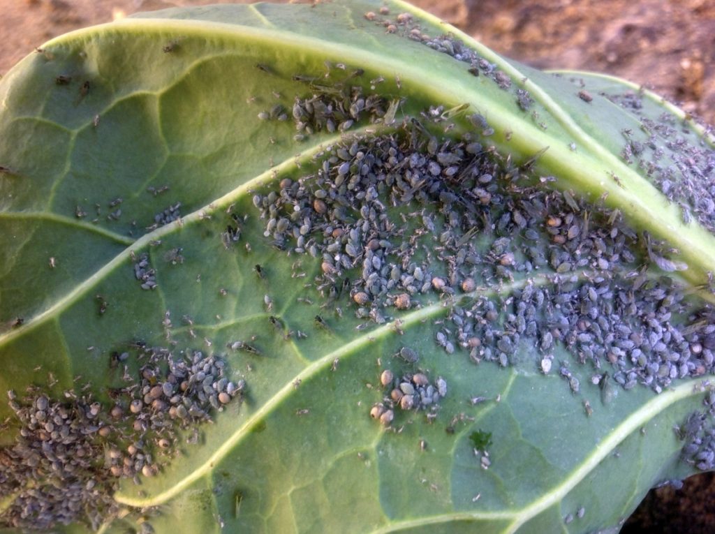 cabbage aphids