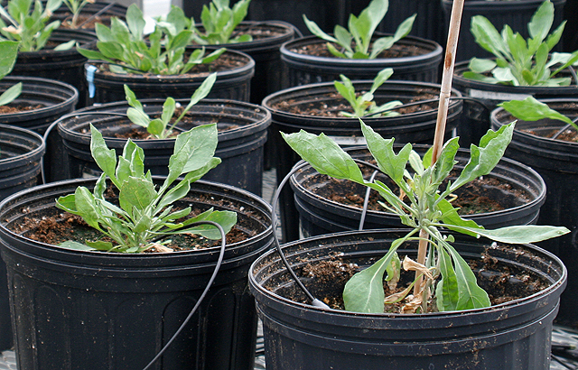 Guayule plants in an ARS research greenhouse. (Photo by Byung-guk Kang/USDA/ARS)