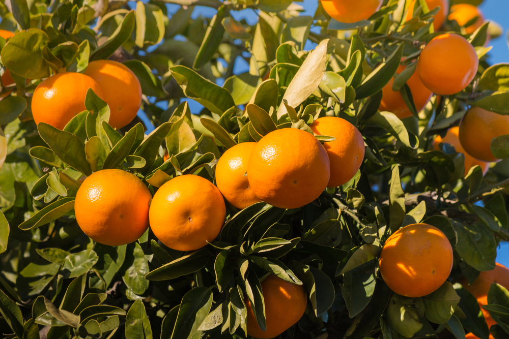 georgia citrus farming